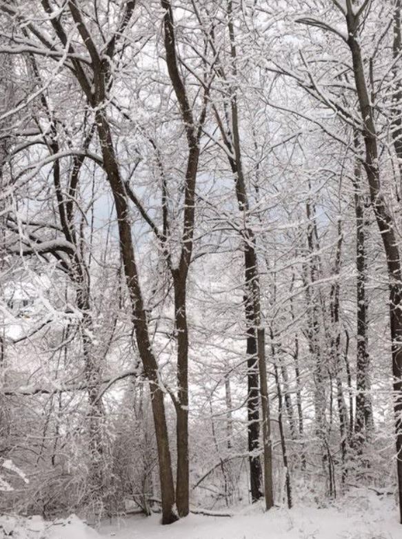snow3